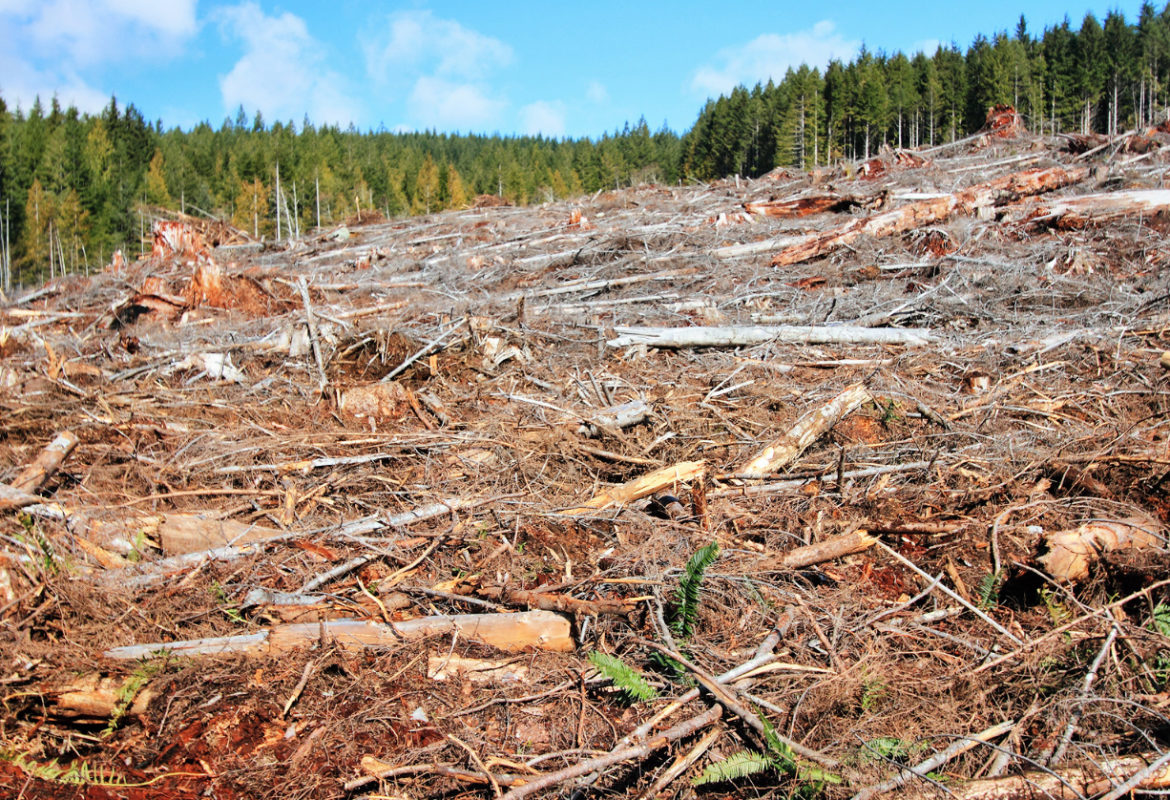 L\'arbre qui cache le projet