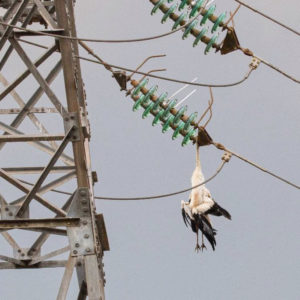 Le Collectif THT13/30 va déposer plainte après la mort de 19 cigognes