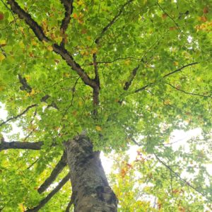 Parc Bonneveine : la bataille des arbres et de la transparence